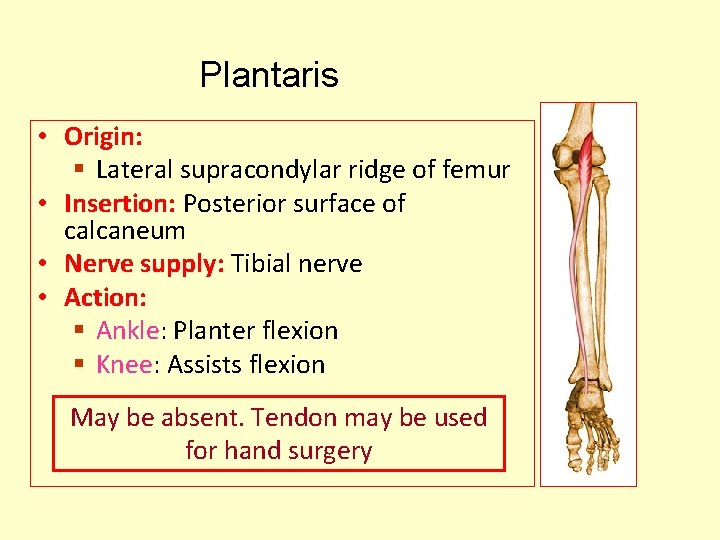 Plantaris • Origin: § Lateral supracondylar ridge of femur • Insertion: Posterior surface of