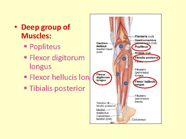  • Deep group of Muscles: § Popliteus § Flexor digitorum longus § Flexor