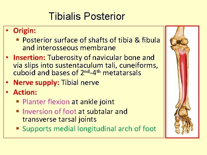 Tibialis Posterior • Origin: § Posterior surface of shafts of tibia & fibula and