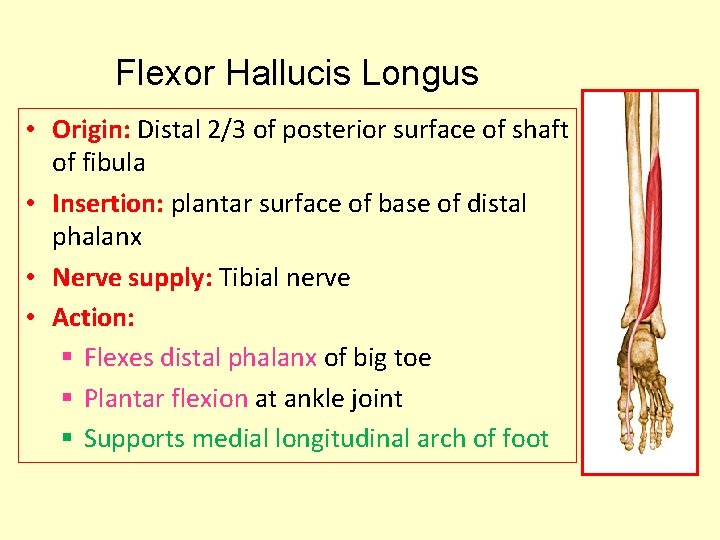 Flexor Hallucis Longus • Origin: Distal 2/3 of posterior surface of shaft of fibula