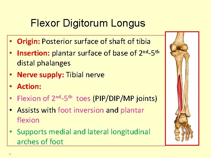 Flexor Digitorum Longus • Origin: Posterior surface of shaft of tibia • Insertion: plantar