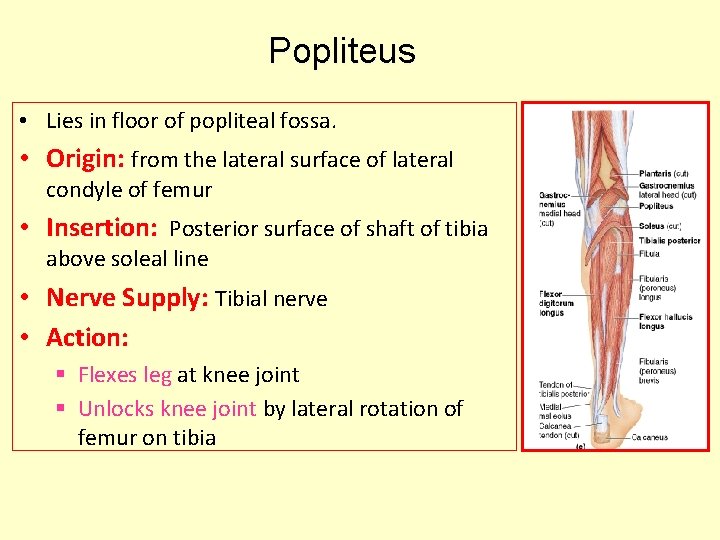Popliteus • Lies in floor of popliteal fossa. • Origin: from the lateral surface
