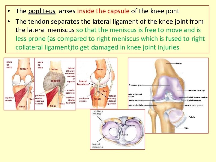  • The popliteus arises inside the capsule of the knee joint • The