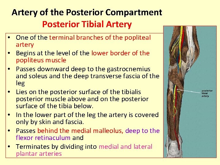 Artery of the Posterior Compartment Posterior Tibial Artery • One of the terminal branches