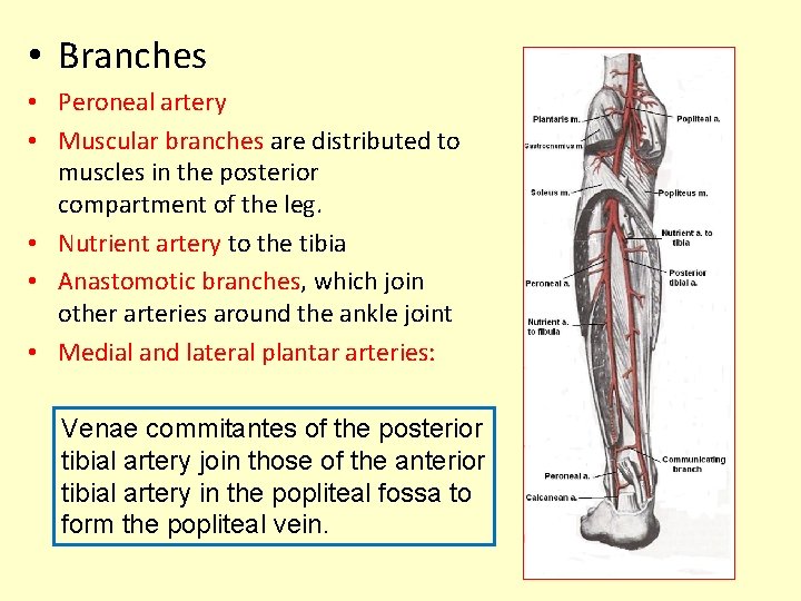  • Branches • Peroneal artery • Muscular branches are distributed to muscles in