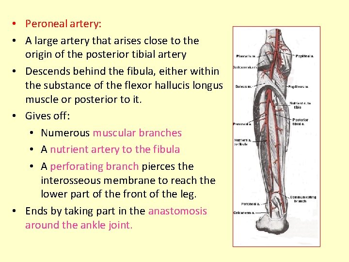  • Peroneal artery: • A large artery that arises close to the origin