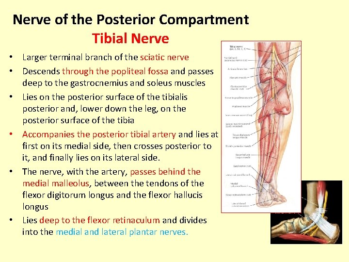 Nerve of the Posterior Compartment Tibial Nerve • Larger terminal branch of the sciatic