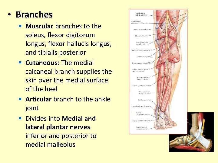  • Branches § Muscular branches to the soleus, flexor digitorum longus, flexor hallucis