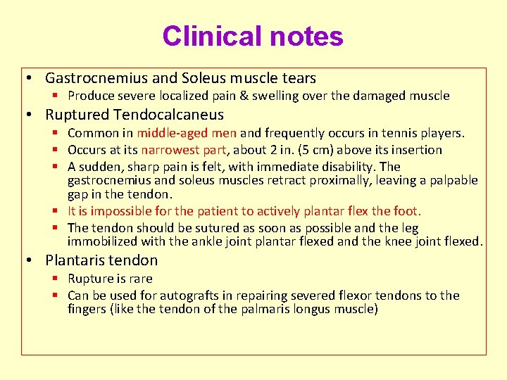 Clinical notes • Gastrocnemius and Soleus muscle tears § Produce severe localized pain &