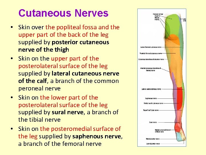 Cutaneous Nerves • Skin over the popliteal fossa and the upper part of the