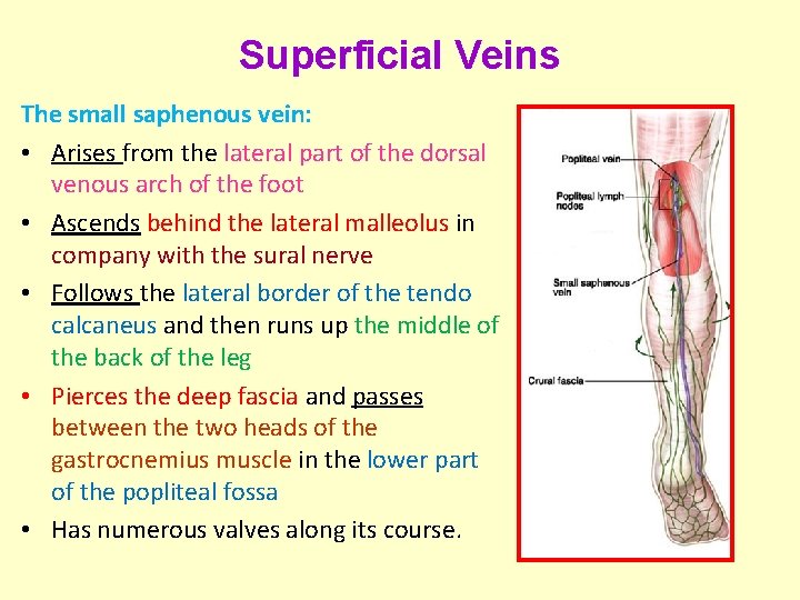 Superficial Veins The small saphenous vein: • Arises from the lateral part of the