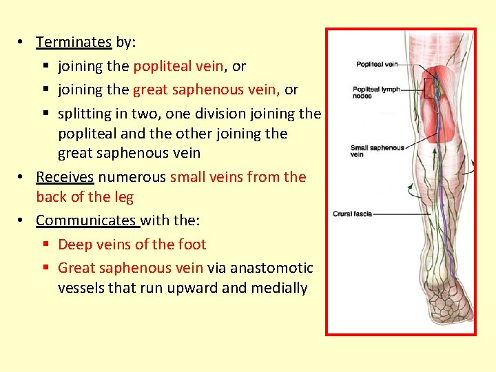  • Terminates by: § joining the popliteal vein, or § joining the great