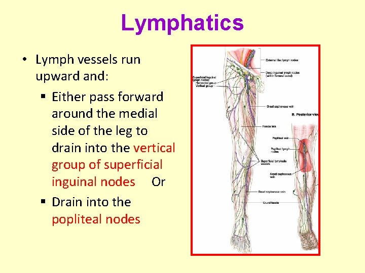 Lymphatics • Lymph vessels run upward and: § Either pass forward around the medial