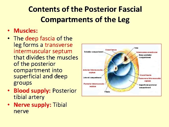Contents of the Posterior Fascial Compartments of the Leg • Muscles: • The deep