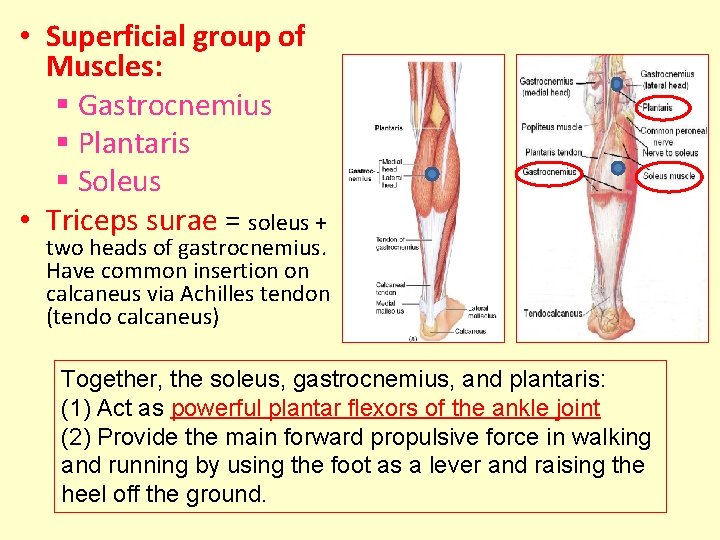  • Superficial group of Muscles: § Gastrocnemius § Plantaris § Soleus • Triceps