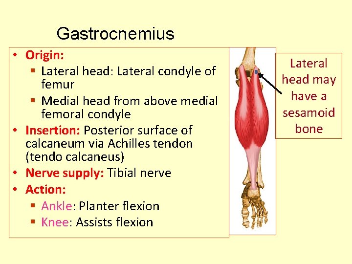 Gastrocnemius • Origin: § Lateral head: Lateral condyle of femur § Medial head from