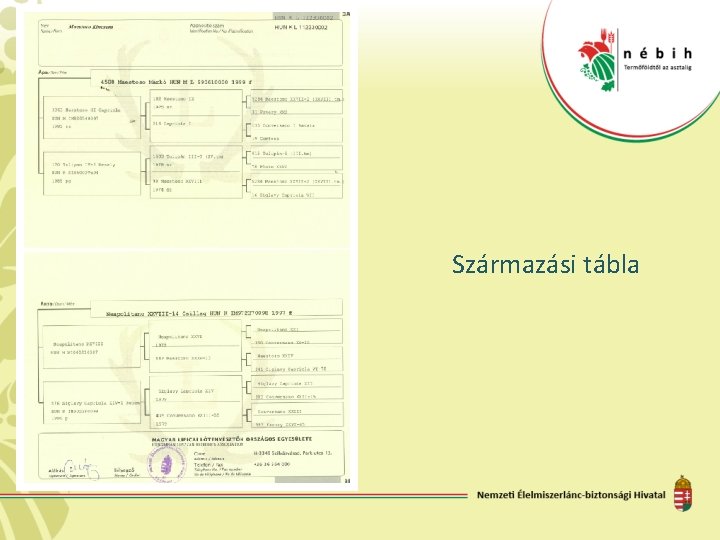 Származási tábla 
