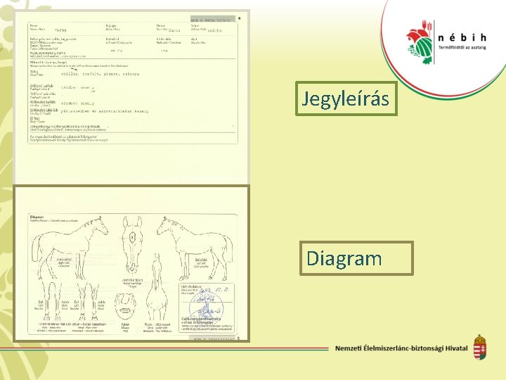 Jegyleírás Diagram 
