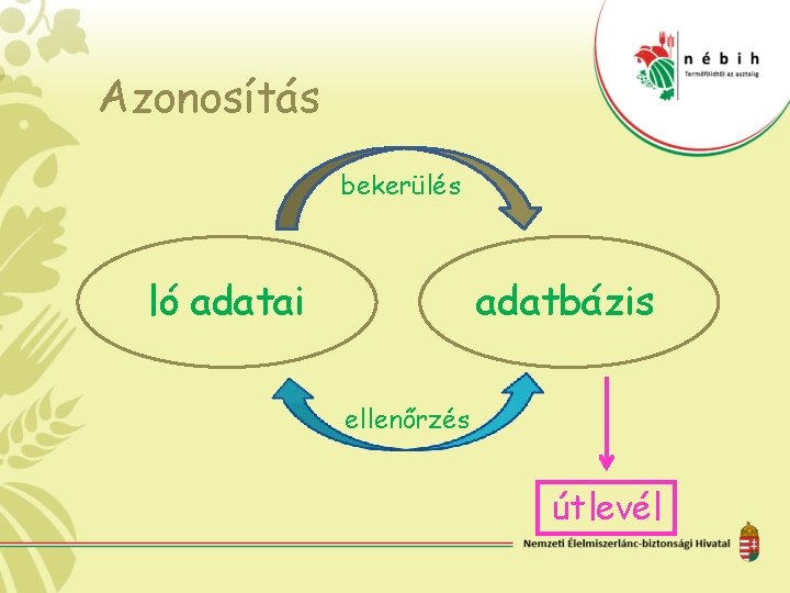 Azonosítás bekerülés ló adatai adatbázis ellenőrzés útlevél 