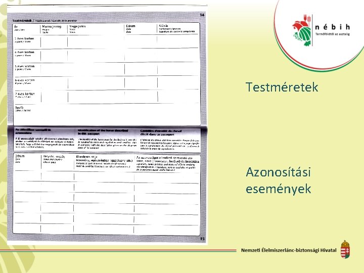 Testméretek Azonosítási események 