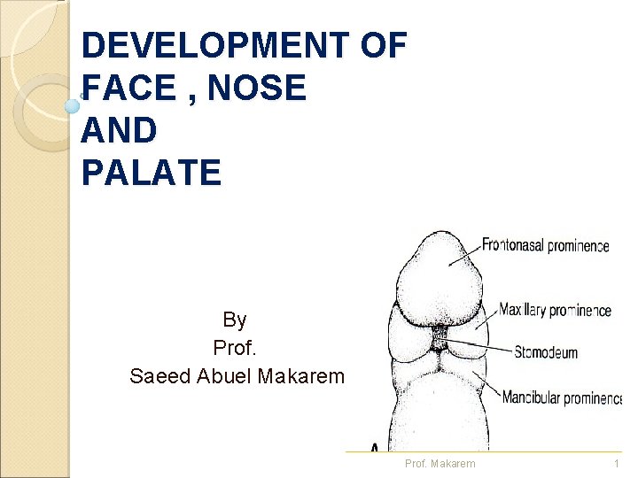 DEVELOPMENT OF FACE , NOSE AND PALATE By Prof. Saeed Abuel Makarem Prof. Makarem