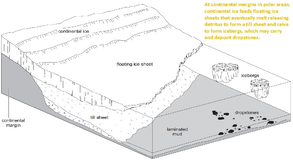 At continental margins in polar areas, continental ice feeds floating ice sheets that eventually