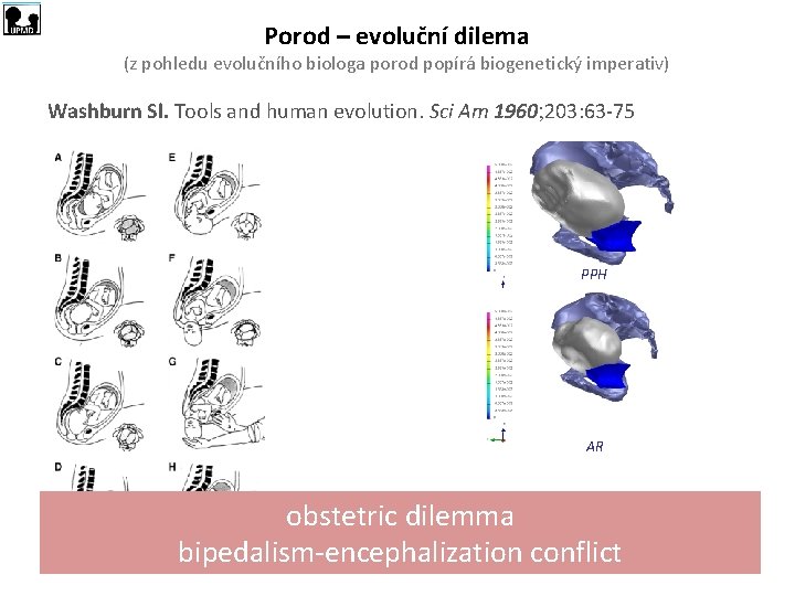 Porod – evoluční dilema (z pohledu evolučního biologa porod popírá biogenetický imperativ) Washburn Sl.