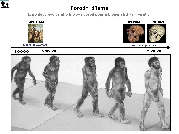 Porodní dilema (z pohledu evolučního biologa porod popírá biogenetický imperativ) Australopithecus bipedální lokomoce 6