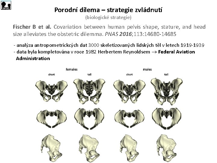 Porodní dilema – strategie zvládnutí (biologické strategie) Fischer B et al. Covariation between human