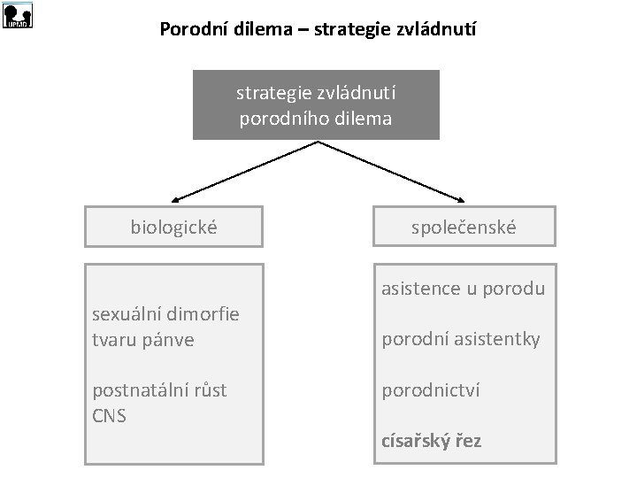 Porodní dilema – strategie zvládnutí porodního dilema biologické sexuální dimorfie tvaru pánve postnatální růst Porodní dilema – strategie zvládnutí porodního dilema biologické sexuální dimorfie tvaru pánve postnatální růst