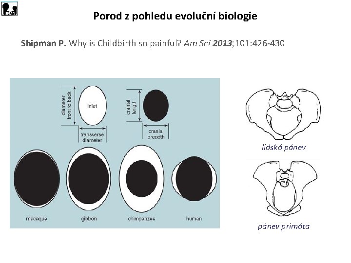 Porod z pohledu evoluční biologie Shipman P. Why is Childbirth so painful? Am Sci Porod z pohledu evoluční biologie Shipman P. Why is Childbirth so painful? Am Sci