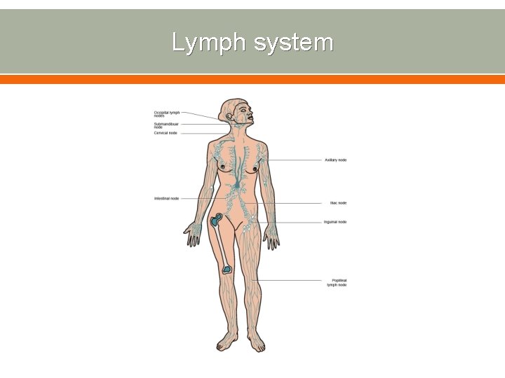 Lymph system 