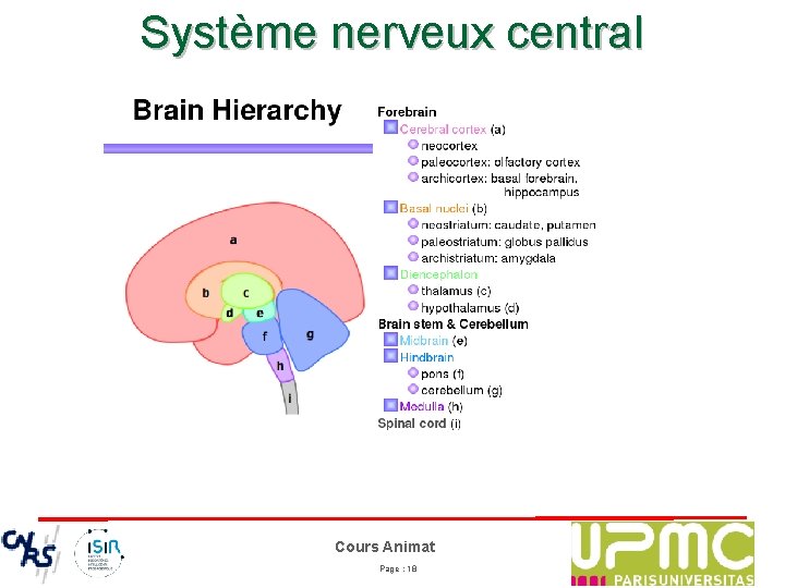 Système nerveux central Cours Animat Page : 18 