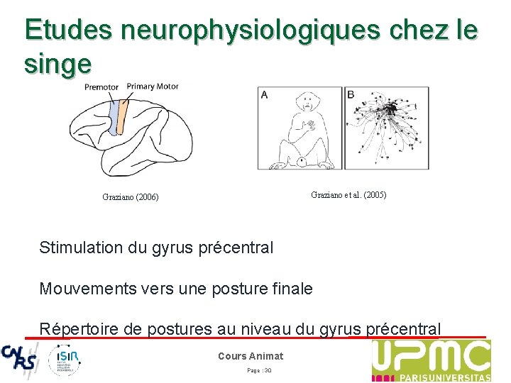 Etudes neurophysiologiques chez le singe Graziano et al. (2005) Graziano (2006) Stimulation du gyrus