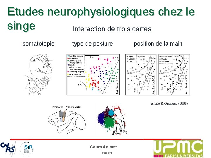 Etudes neurophysiologiques chez le singe Interaction de trois cartes somatotopie type de posture position