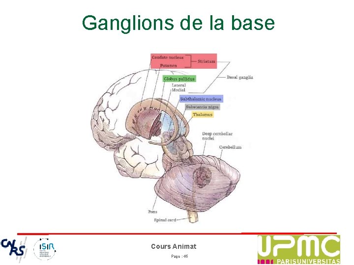 Ganglions de la base Cours Animat Page : 45 