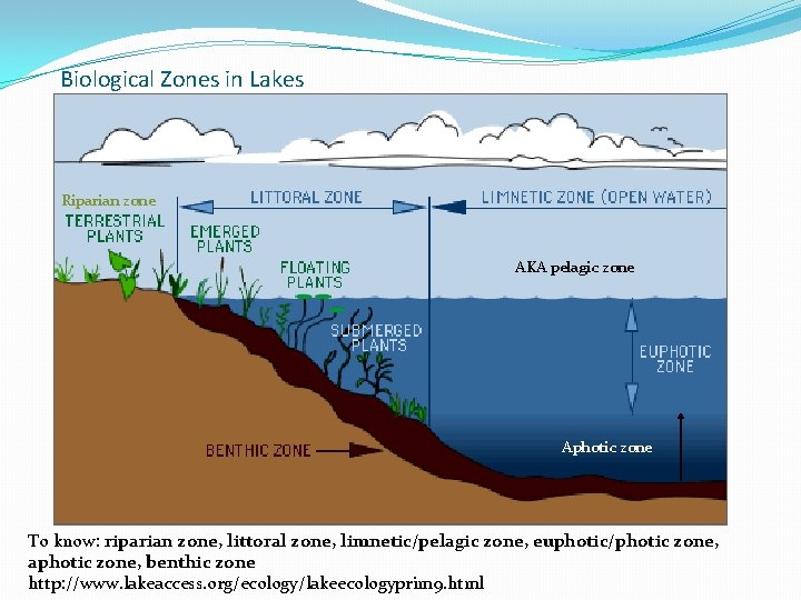 Biological Zones in Lakes Riparian zone AKA pelagic zone Aphotic zone To know: riparian