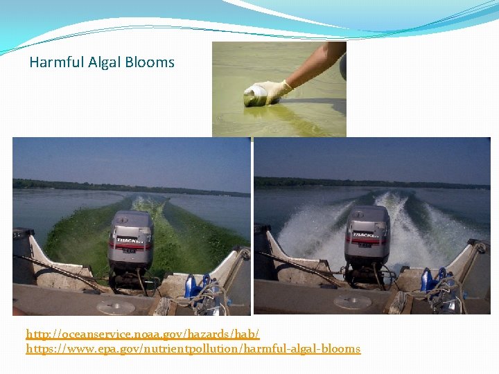 Harmful Algal Blooms http: //oceanservice. noaa. gov/hazards/hab/ https: //www. epa. gov/nutrientpollution/harmful-algal-blooms 