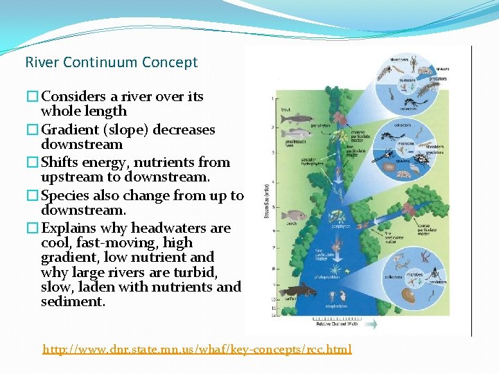 River Continuum Concept �Considers a river over its whole length �Gradient (slope) decreases downstream