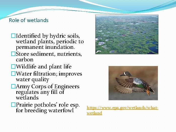 Role of wetlands �Identified by hydric soils, wetland plants, periodic to permanent inundation. �Store