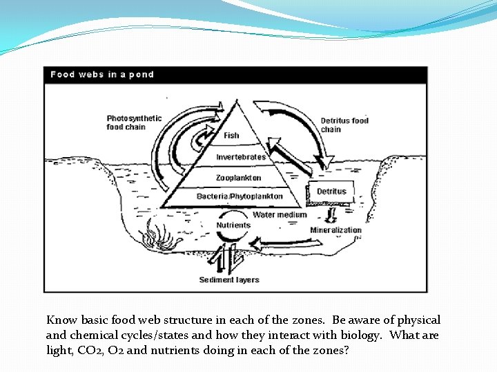 Know basic food web structure in each of the zones. Be aware of physical