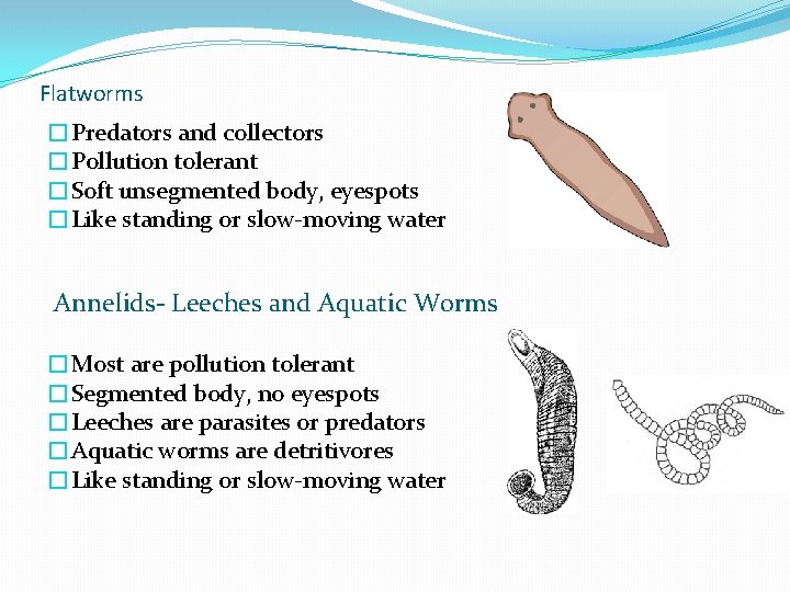 Flatworms �Predators and collectors �Pollution tolerant �Soft unsegmented body, eyespots �Like standing or slow-moving