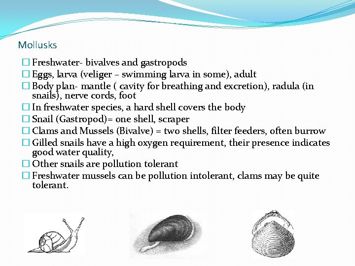 Mollusks � Freshwater- bivalves and gastropods � Eggs, larva (veliger – swimming larva in