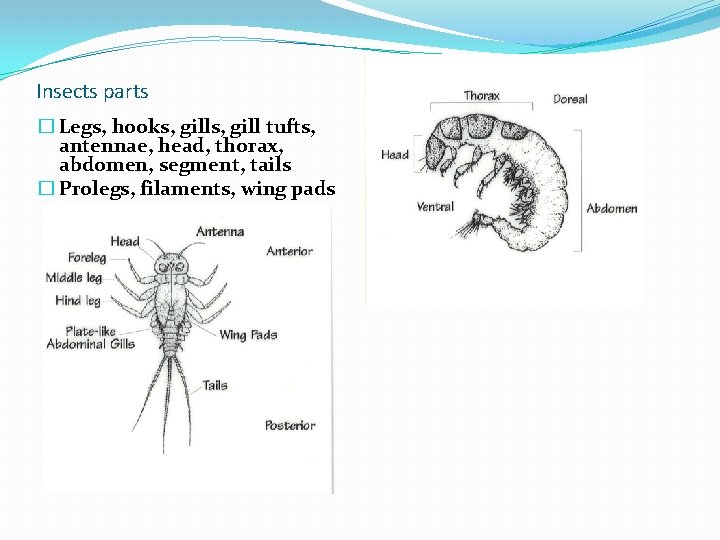 Insects parts � Legs, hooks, gill tufts, antennae, head, thorax, abdomen, segment, tails �