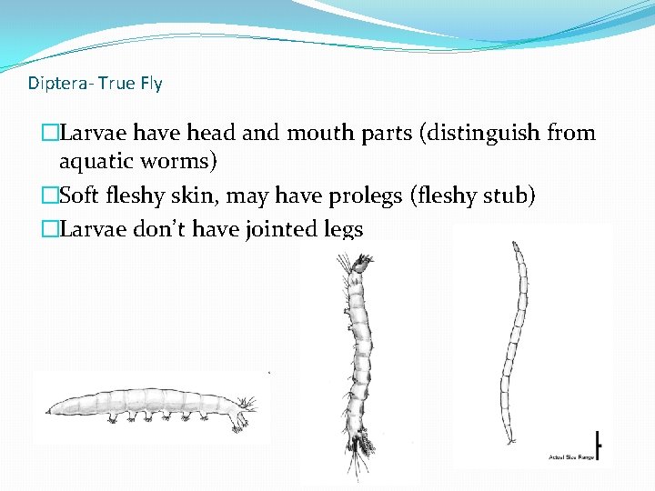 Diptera- True Fly �Larvae have head and mouth parts (distinguish from aquatic worms) �Soft