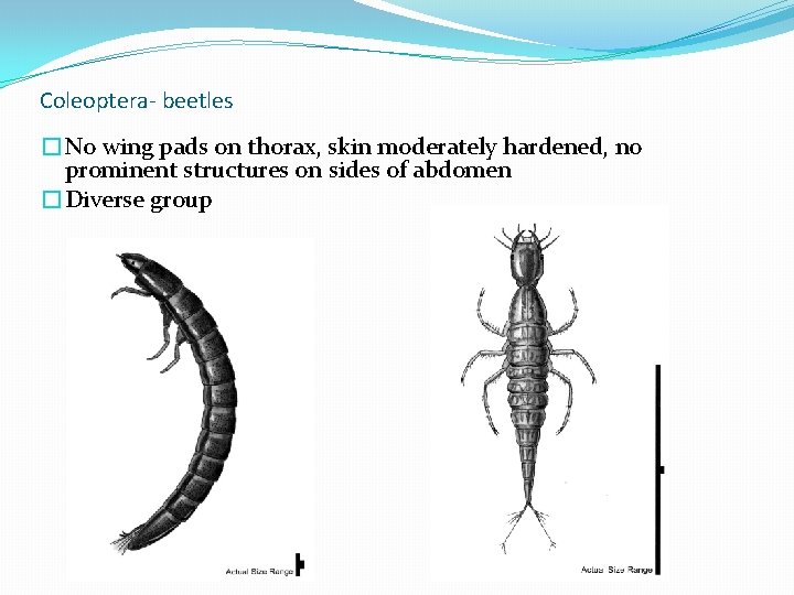 Coleoptera- beetles �No wing pads on thorax, skin moderately hardened, no prominent structures on