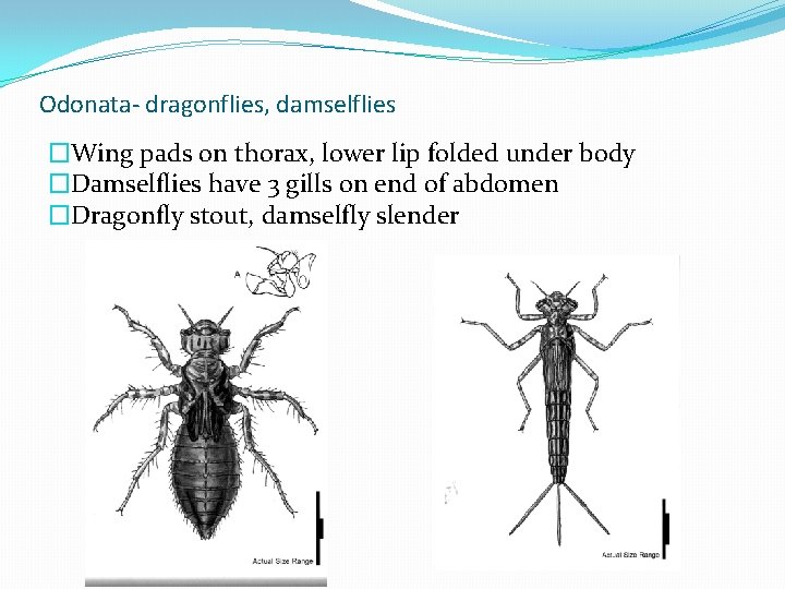 Odonata- dragonflies, damselflies �Wing pads on thorax, lower lip folded under body �Damselflies have