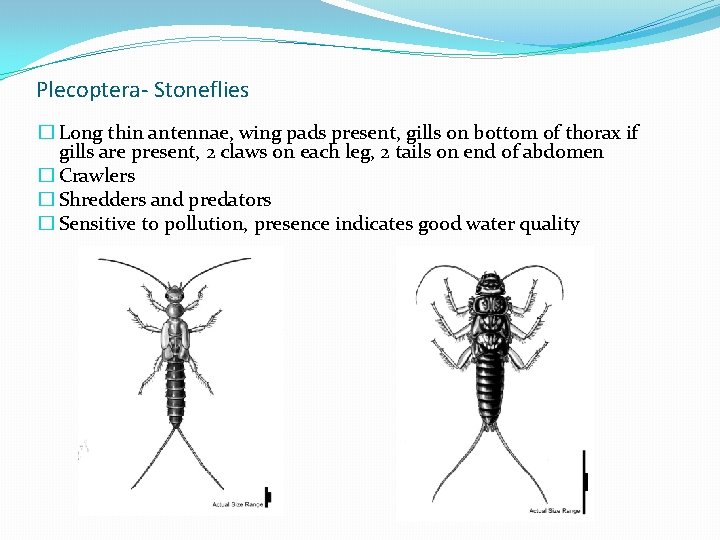 Plecoptera- Stoneflies � Long thin antennae, wing pads present, gills on bottom of thorax