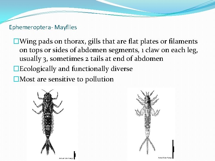 Ephemeroptera- Mayflies �Wing pads on thorax, gills that are flat plates or filaments on