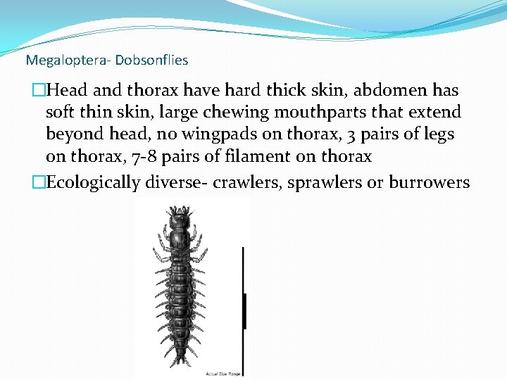 Megaloptera- Dobsonflies �Head and thorax have hard thick skin, abdomen has soft thin skin,